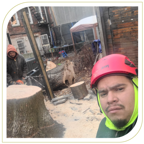 J&J Tree Management LLP. Professional Arborist in Long Island, Queens